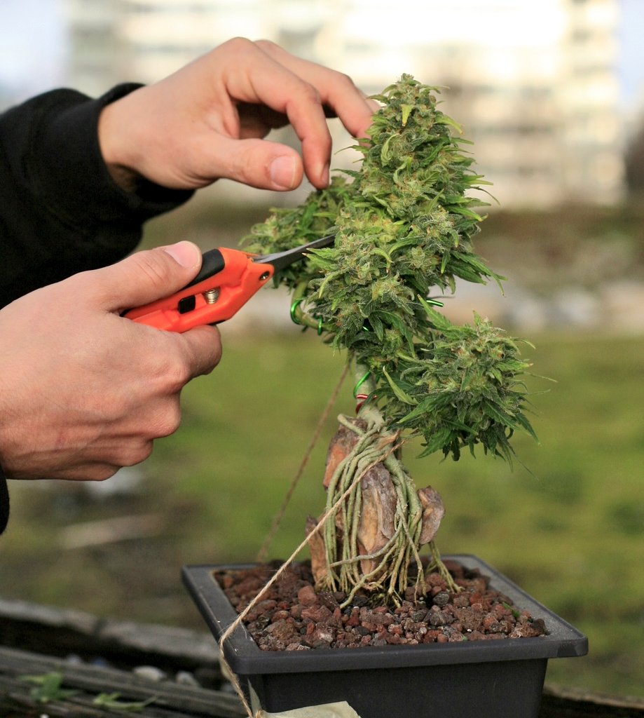 Little trim in my #cannabonsai #weed #bonsai #cannabis #Marijuana  #cannabisindustry #CannabisCommunity #MarijuanaMovement
