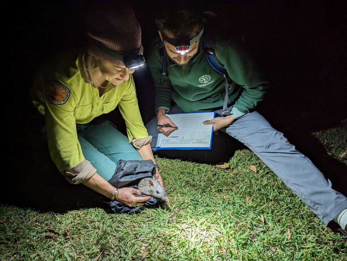 This week our HSI biologist Lawrence assisted NSW Natl Parks with night-time bandicoot surveys at North Head, Manly, Sydney. HSI nominated this oasis of urban nature as a TEC protected under the EPBC Act areas such as this are essential for protecting biodiversity in urban areas!