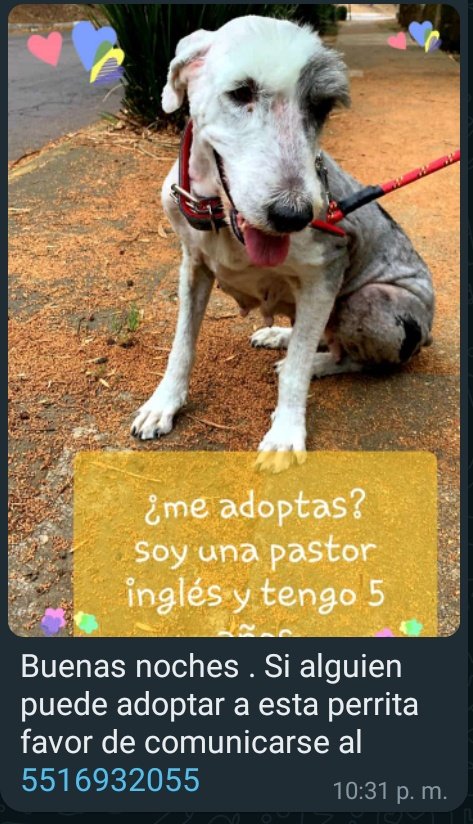FundacionToby's tweet photo. Amigos, está hermosa lomita busca hogar 🧡 son tantos en busca de una, sentimos que jamás acabaremos 😞 nos ayudan con rt? https://t.co/UM8l6X1vdc