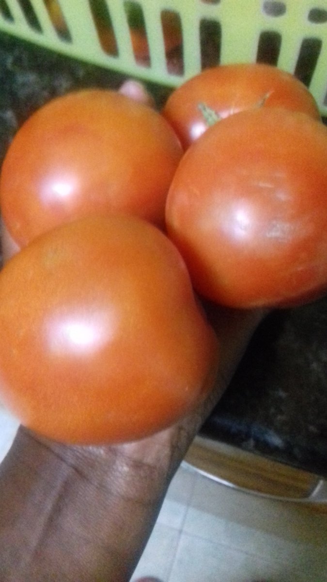 Tomatoes for Ksh80.00 @ kg in Kajiado. Greenhouse tomatoes Eva F1
Order : portal.mkulimabora.org/product/440/to…
Sell: bit.ly/SellOnMkulimaB…