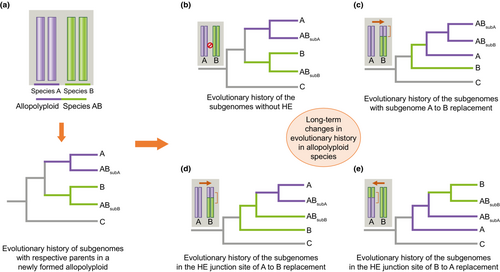 NP_EiC's tweet photo. This Tansley review by Sontosh K. Deb and colleagues outlines important future directions for our understanding of allopolyploid evolution and development of phenotypic traits of polyploid crops: https://t.co/qpjIOiKpct https://t.co/iTYqIqpXOK