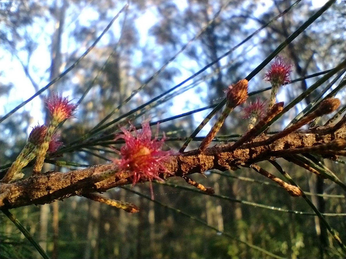 The Allocasurina torulosa (Forest Oak) is flowering at the moment.  The first photo is the female flower. The second is the spores on the nearby male tree. The last is a cone on the female tree from last season. ##BiripiCountry ##worthmorestanding savebulgaforest.org/bulga-forest-d…