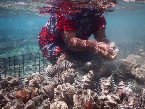 action_poverty's tweet photo. #ActiononPoverty’s #Livelihoods and #EconomicEmpowerment Programs are often linked with its #Food, #Water and #ClimateResilience Projects. In Micronesia #AOP works with partner #MERIP to address poverty and #foodinsecurity through family aquaculture ventures. #endpoverty https://t.co/AjuYcgIMLL
