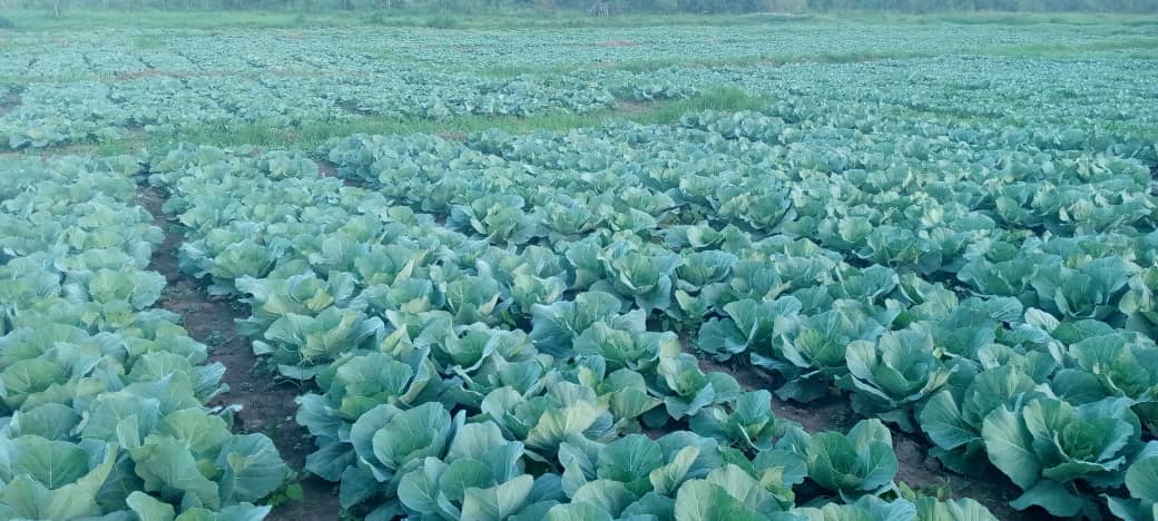 Duhinge1's tweet photo. Muri @Duhinge1 guhuza ubutaka tugahinga imboga mubyiciro bitandukanye twabihisemo nk'Inzira izadufasha guhorana abaguzi @RwandaAgri @Rwandafresh @RwandaAgriBoard @CityofKigali @Gasabo_District @SectorKinyinya @PsfKigali https://t.co/uCzVjymWUu
