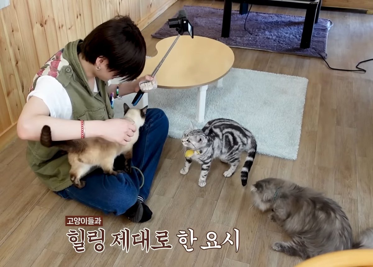 nekoyoshi_'s tweet photo. yoshi with cats is therapeutic 🥹🤍 https://t.co/irGy1gycHa
