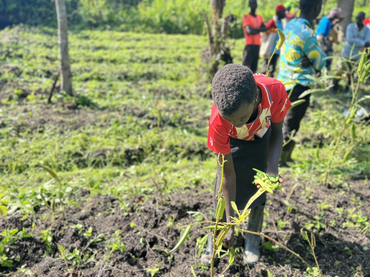 #Faradje Les oignons ,tomates et d’autres produits maraîchers venaient d’Ouganda. La Garamba a mis en place des champs écoles paysans.On y apprend cmt mieux cultiver.Aujourd’hui les oignons inondent les marchés locaux et le surplus est même parfois exporté au Sud-Soudan !