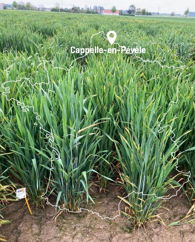 Sur nos stations de recherche, notre blé tendre pousse, mais pas toujours au même rythme ! ⏱️

Dans le Nord, les épis ne sont pas encore au stade épiaison, alors que dans le Sud ils sont déjà bien avancés mais toujours verts. Dans le centre, ils sont au stade gonflement épiaison.