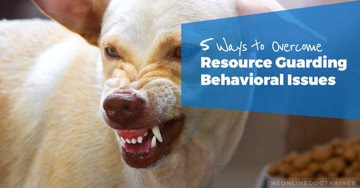 #ad #australianshepherd #dogtraining #puppytraining #aussielovers

5 Ways to Help Your Dog Overcome Resource Guarding Behavioral Issues 🐾💖🎓
bit.ly/2todt-rescue-d…