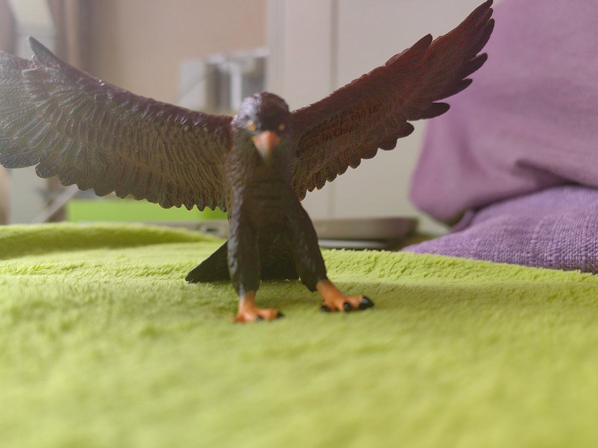 Thalassotitan's tweet image. Today I received the #Mojofun Golden eagle which is a pretty new release in 2022. The figure itself is on a landing or preying pose with wings spread wide open. The neck feathers was not painted golden, to which real life Golden eagles has.