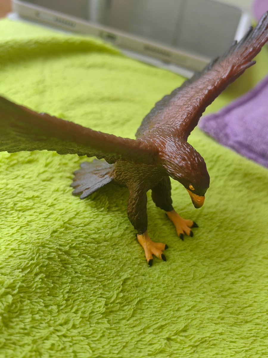 Thalassotitan's tweet image. Today I received the #Mojofun Golden eagle which is a pretty new release in 2022. The figure itself is on a landing or preying pose with wings spread wide open. The neck feathers was not painted golden, to which real life Golden eagles has.