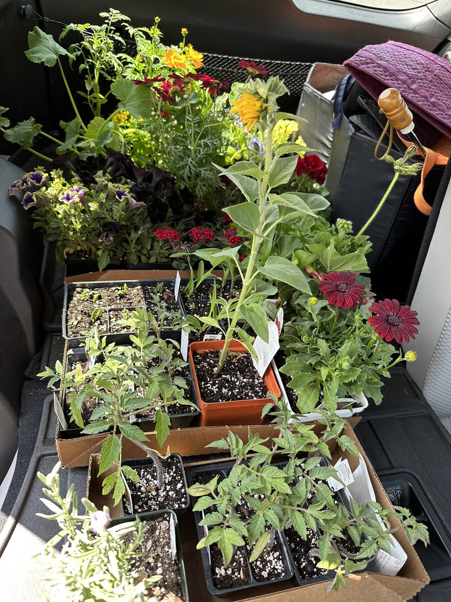 ActuallyLET's tweet image. Been busy with the Gardens du Nerd lately. Dirt therapy is always a good thing.