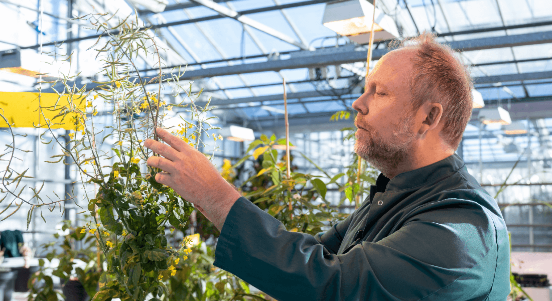 APCoAB's tweet photo. Incredible bacterium can transfer its genes into plants and give them superpowers.

Researchers at Univ. of Copenhagen are taking a natural shortcut to promote beneficial changes transferring bacterium genes into plants.

https://t.co/lUAsE3GcH9 
Image: University of Copenhagen https://t.co/5a6Sftbt2E