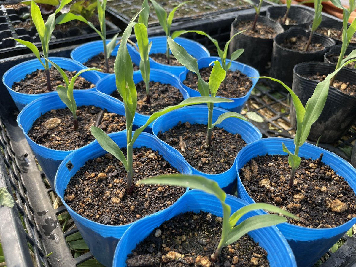 HareFarm_JP's tweet photo. 野菜の苗も育ってきました。お外デビューへ向けて準備を進めて行きます🌱
#農 #北海道 #北見 #farming https://t.co/WmAWlKYmOC