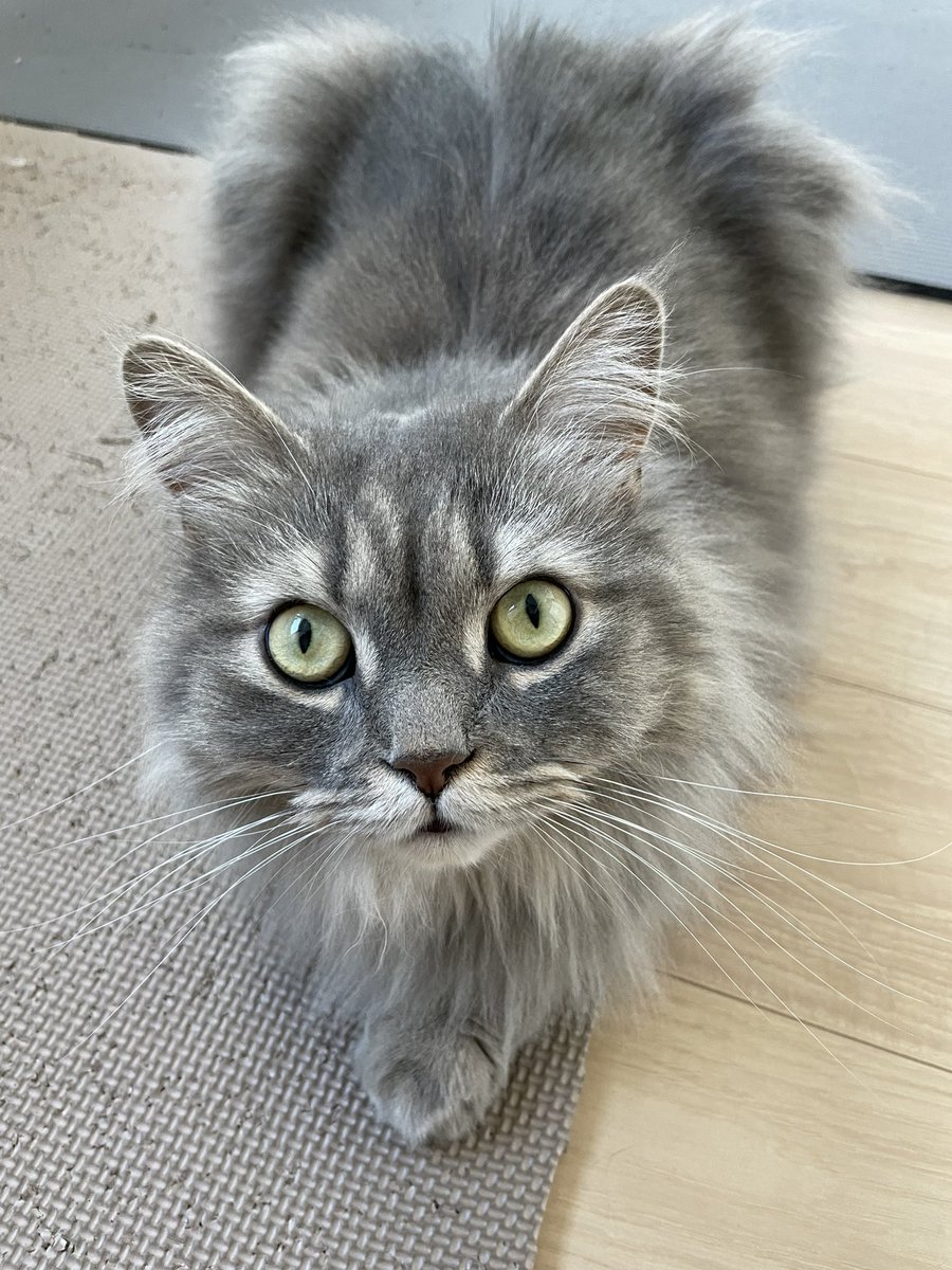 ごはんまだー？
#猫 #にゃんこ #ねこ #サイベリアン #猫のいる幸せ #猫のいる生活 #猫好き #猫好きさんと繋がりたい #cat #siberian