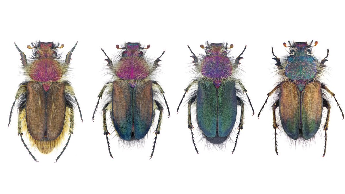 #NewSpecies!
New scarab beetle from Turkey just showed up:

Pygopleurus ozguri

Treatment: treatment.plazi.org/id/9549534C-FF…
Publication: doi.org/10.11646/zoota… 
@Zootaxa @entomologyArt @ColeopSoc @InvertebratesDC @InvertEmpire @EntsocAmerica 

#FAIRdata
#nature #conservation