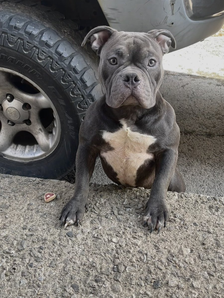 Mr50kto100k's tweet photo. I put so much weight on Remy, before & after photos #Happyweight #fyp #viral #explorepage #usbr #microbully #americanbully #abkc #bullylife #bullyworld #puppies https://t.co/M8Qjajy3OB