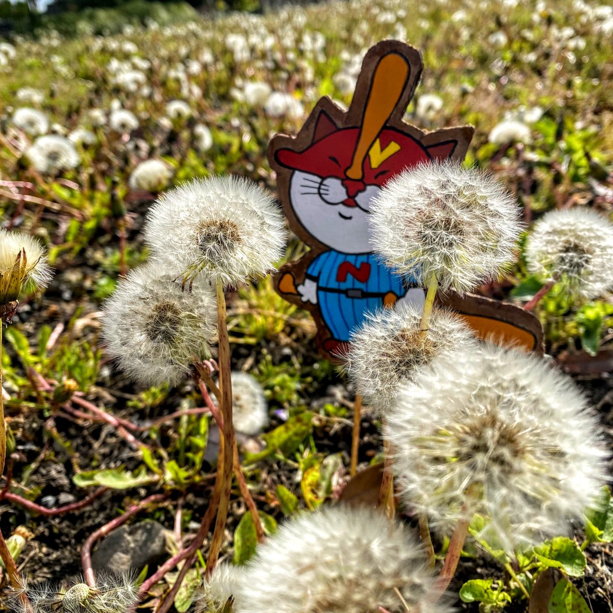 nyanto_shi's tweet photo. 花だより(回顧) ちょっこ前のお散歩、白い綿毛がゆらゆら揺れるタンポポ沢山見つけたが。黄色のタンポポも綺麗やけど白色の姿も可愛いちゃね。この姿をみとると、抑えられない衝動が。フゥ~…
#富山県 #南砺市 #タンポポ
#japan #toyama #nanto #japantravel #japantrip #dandelionfluff https://t.co/PzTy1sG90d