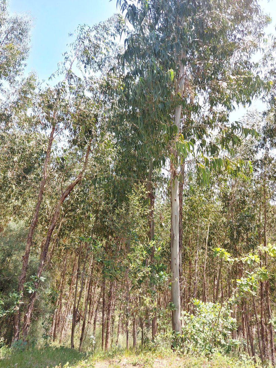 Feux de forêts : au Portugal, les flammes attisées par la culture de l’eucalyptus. 'L’eucalyptus c’est le plus rentable', car il pousse et repousse rapidement, et peut subir plusieurs coupes sans que cela nécessite beaucoup de travail. Reportage 🇵🇹 radiofrance.fr/franceculture/…