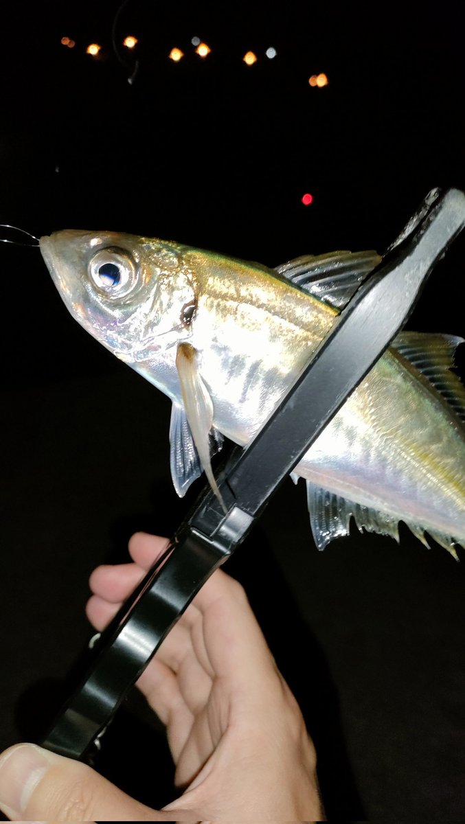 よく引くよーになってきたでぃ🔥夜釣りには丁度良い季節だ〜
#アジング