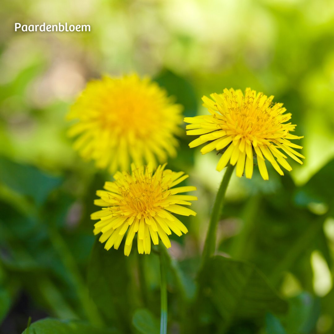 Wat is volgens jou de nationale bloem van Nederland? 🌼🌷🌻 Dat bepalen wij samen! @VroegeVogels organiseert de #NationaleBloemVerkiezing en presenteert 5 kansmakers om uit te kiezen: #fluitenkruid, #wildekievitsbloem, #madeliefje, #paardenbloem en #pinksterbloem