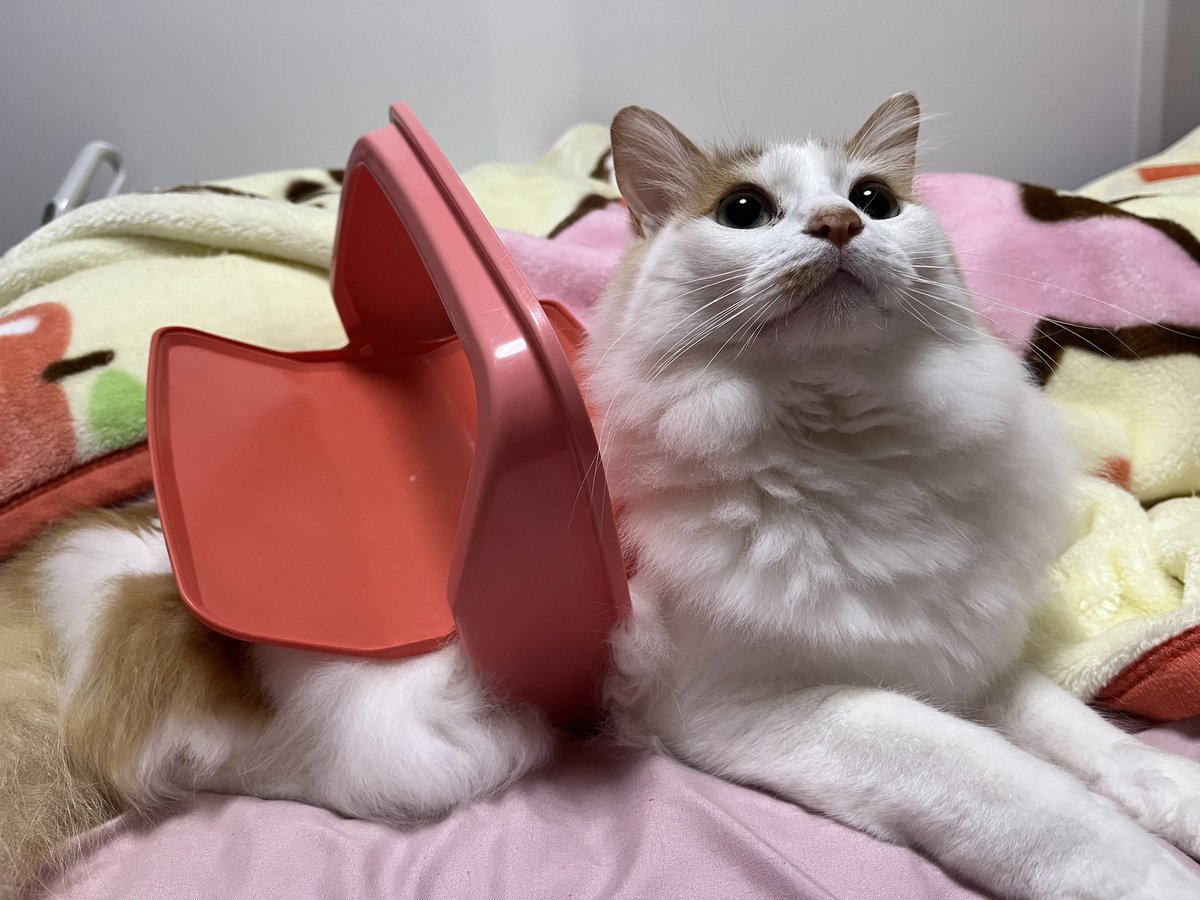chashisan204's tweet photo. この前の蓋はまりちゃん

 #ねこ  #ねこ好きさんと繋がりたい https://t.co/8O4Bu3IWN4