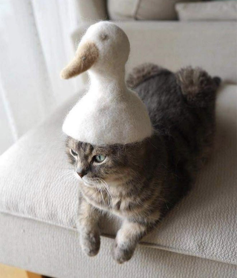 GdeJulia's tweet photo. #котики
#котик_дня https://t.co/n9TJZGU5i2