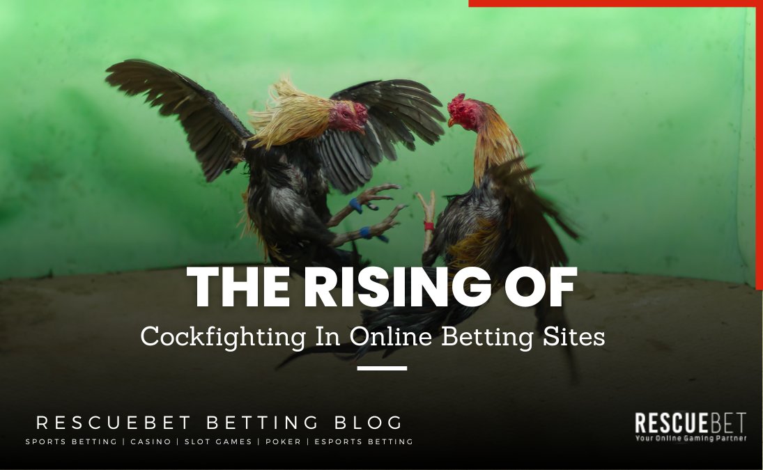 RescueBet's tweet photo. Get ready for the ultimate adrenaline rush! Discover the rising trend of online cockfighting betting sites and immerse yourself in the world of this age-old sport. https://t.co/XsUmaTq2u7 https://t.co/QkxAjEgDTH