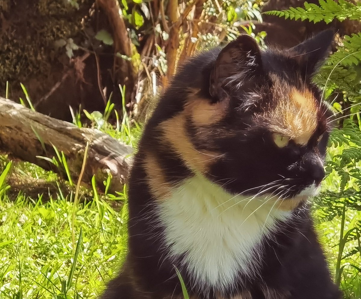TheTribeOfMa (@tribeofma) on Twitter photo Good Morning from Miss Shaggy 🤞🌄🐾🍗☕🖖 <a href="/aelmer/">Axel Elmer, iBC</a> <a href="/anitamariaAn/">Anitamaría</a> <a href="/FrauJemineh/">Frau Jemineh!</a> <a href="/Tiffany4ever/">Mariel</a> @sanddorndiva <a href="/CatVetPurr/">Donna Manley DVM</a> <a href="/birgitlissowsky/">Birgit Lissowsky</a> <a href="/Katzenportal/">Brigitte M. 😎</a> @redphooka @bluenovember3 🐾 🤞 Good Morning from Miss Shaggy 🤞🌄🐾🍗☕🖖 <a href="/aelmer/">Axel Elmer, iBC</a> <a href="/anitamariaAn/">Anitamaría</a> <a href="/FrauJemineh/">Frau Jemineh!</a> <a href="/Tiffany4ever/">Mariel</a> @sanddorndiva <a href="/CatVetPurr/">Donna Manley DVM</a> <a href="/birgitlissowsky/">Birgit Lissowsky</a> <a href="/Katzenportal/">Brigitte M. 😎</a> @redphooka @bluenovember3 🐾 🤞