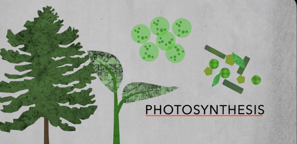 GCSEArabicTutor's tweet image. البناء الضوئي = Photosynthesis
#Environment vocabulary #GCSEArabic. A chemical reaction that uses light energy. Plants make their own food through this process. Photo means light, and synthesis means putting together. Plants purify the air using this process #ArabicTutor