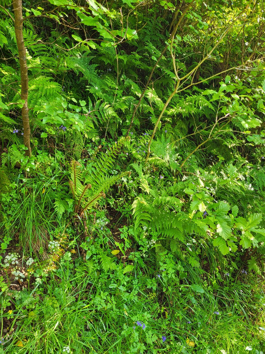 Around 75% of all terrestrial biodiversity is in natural forests.

Think about that.