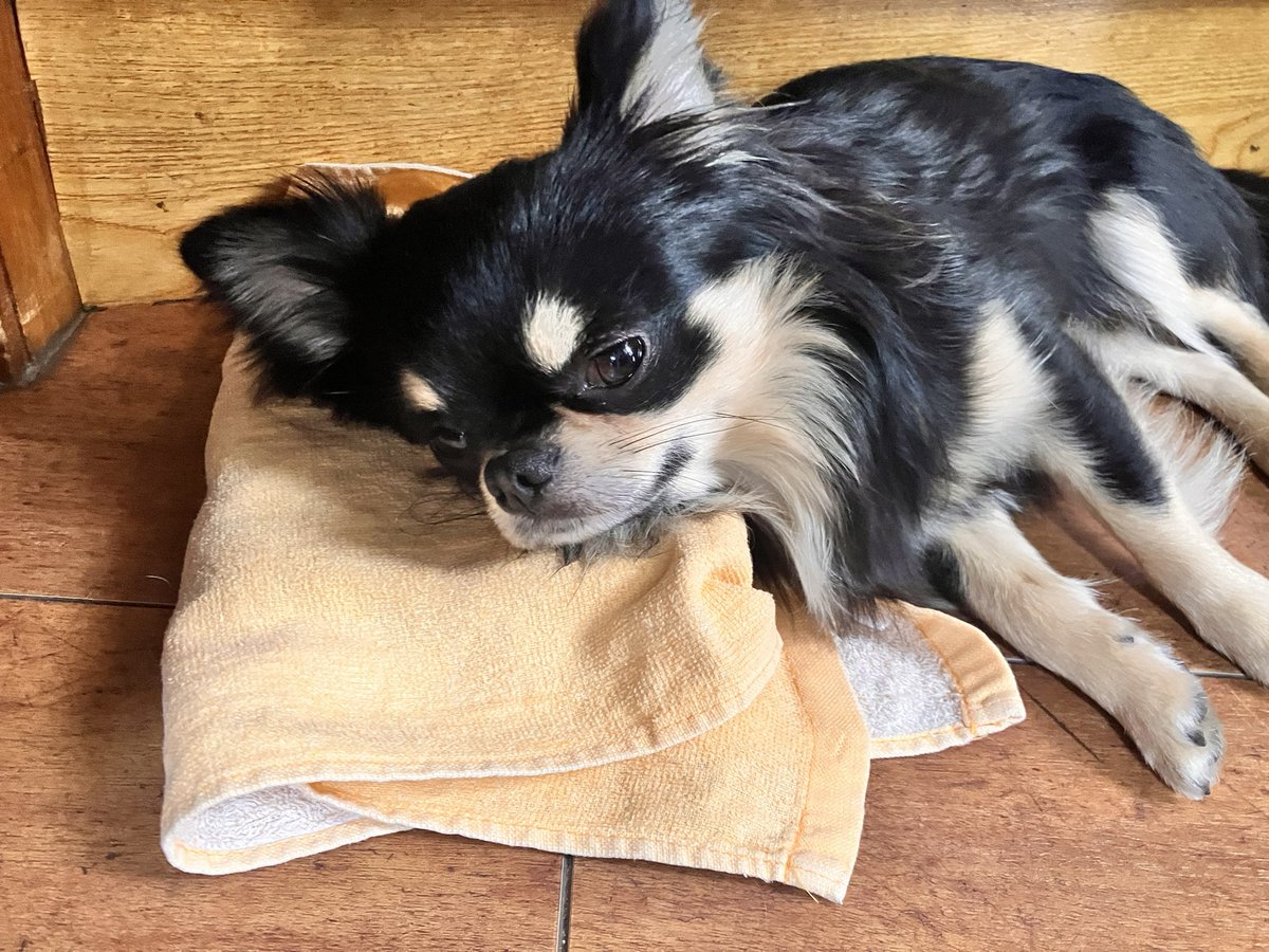 アイスノンを正しく使うイッヌ

「これ頭冷えて気持ちい〜」

#チワワのいる暮らし 
#犬のいる暮らし https://t.co/S1QwxyEizU