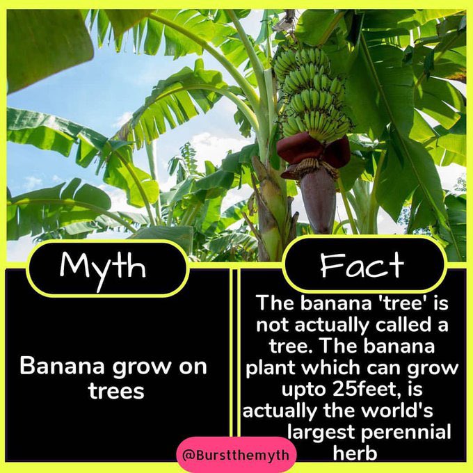mythsvssfact's tweet photo. https://t.co/S5LpUJe0WF
