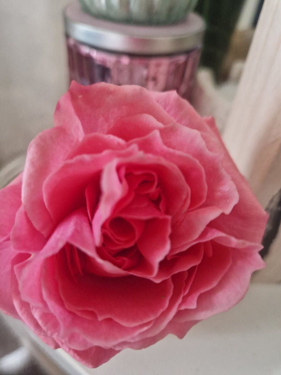eve1231_'s tweet photo. #RoseWednesday 
#cutflower 
💚
❤️
1st #Springrose https://t.co/AK2GaX3wHp