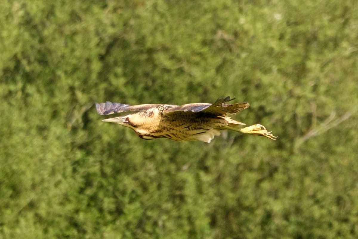 nigelgutgenug's tweet photo. Always a treat to see the shy Bittern here at @WickenFenNT although this one flew right past me as we were watching Hobbies!
@AjayTegala @_BTO @RSPBEngland @RSPBEngland @charlie_j_d9
#birding #birdwatching #wickenfen #rspb #bto #bittern #fascinatingfens https://t.co/EfFKuPzDqv