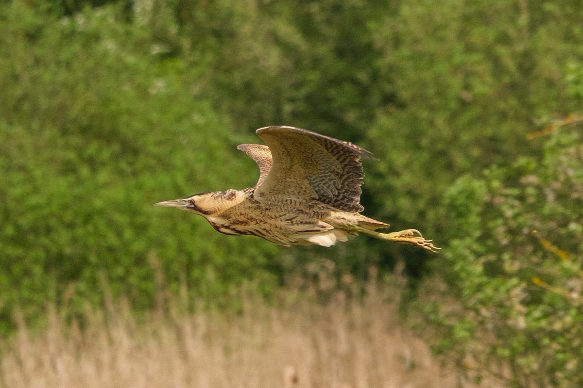 nigelgutgenug's tweet photo. Always a treat to see the shy Bittern here at @WickenFenNT although this one flew right past me as we were watching Hobbies!
@AjayTegala @_BTO @RSPBEngland @RSPBEngland @charlie_j_d9
#birding #birdwatching #wickenfen #rspb #bto #bittern #fascinatingfens https://t.co/EfFKuPzDqv