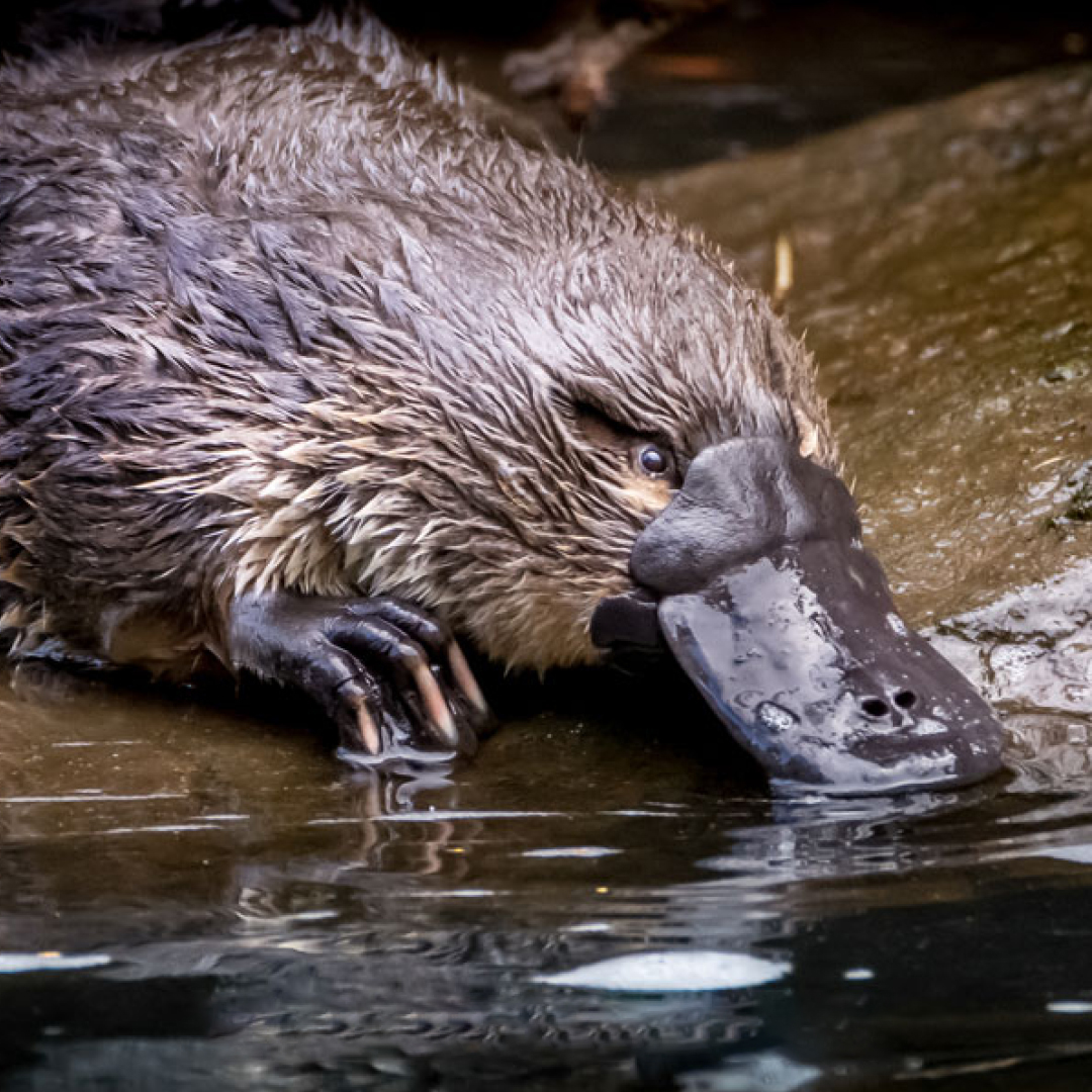 Did you know platypus can hold their breath for up to 10 minutes? That's pretty impressive 😮

@VisitMackay @go_australia @queensland @australia #thisisqueensland #seeaustralia #visitmackay #holidays #wildlife #nature #queensland #lovethereef #travel #australia