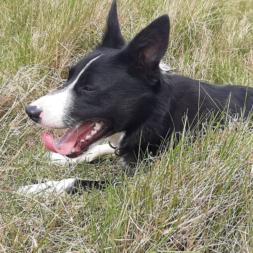 We've had a single ticket returned for our sold out Walk with a Shepherd and Sheepdog on Monday 22 May as part of the #SuffolkWalkingFestival. Want to grab it? Then visit ticketsource.co.uk/suffolk-walkin…