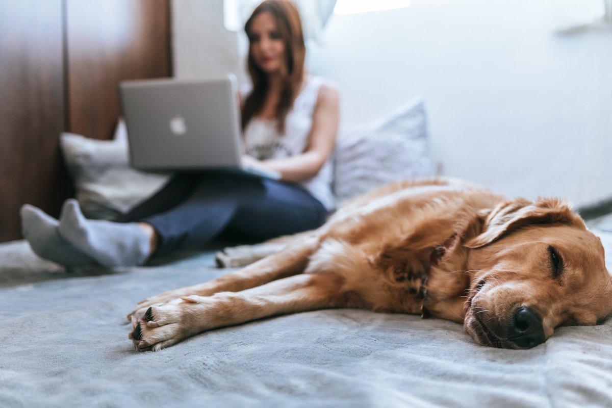 🐾🏠 #BreakingNews: The new Renters (Reform) Bill introduces pet-friendly measures, applauded by @DogsTrust as a 'gamechanger' for responsible dog owners who rent! #RentersBill #PetFriendly #DogsOfTwitter 🐶🐾petsmag.co.uk/new-rented-hom…