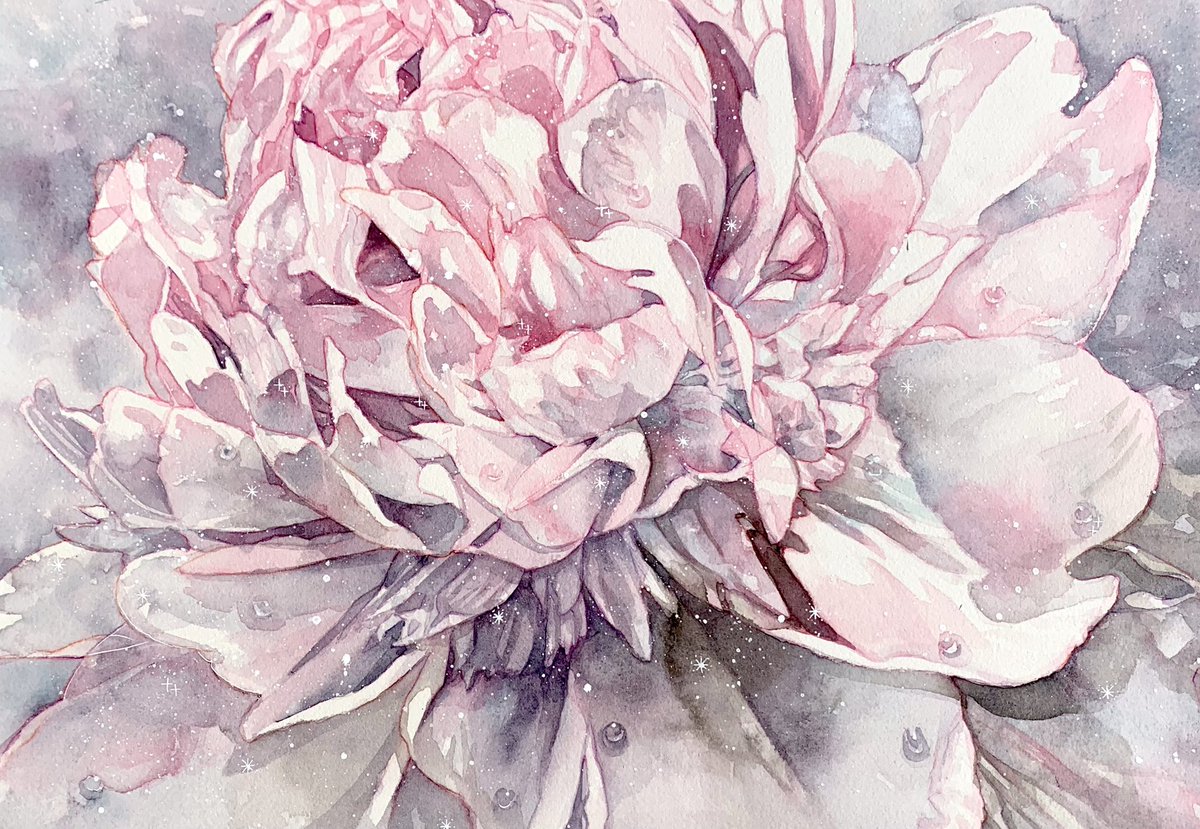 透明水彩画原画白薔薇ホワイトクリスマス 透明水彩画原画白薔薇ホワイトクリスマス|絵画