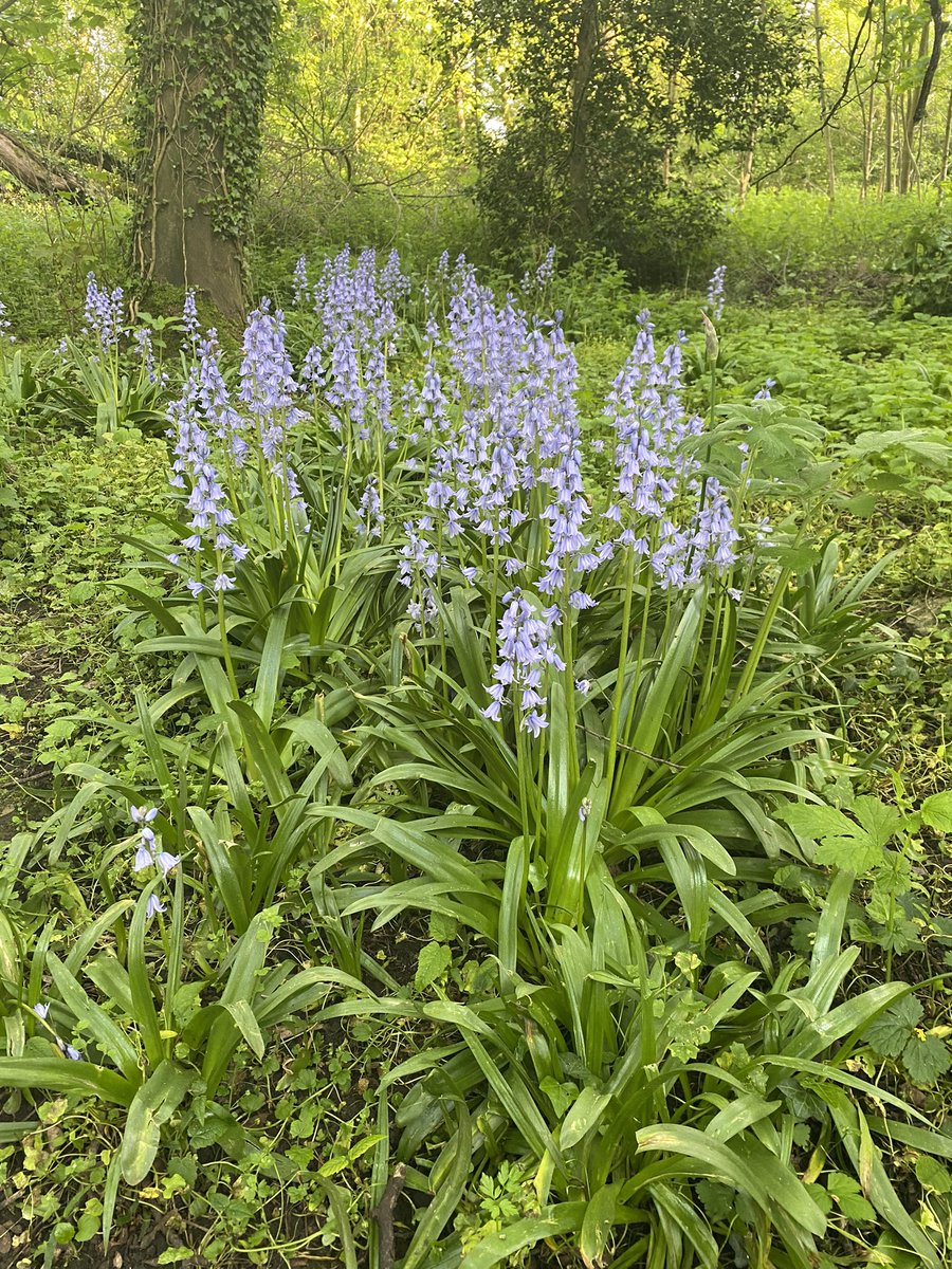 Look at these garden monsters! Hybrid bluebells growing on the edge of our local wood, fly-tipped by a local gardener despite the sign! These garden dumps are one of the main ways that invasive plants escape into the wild! #InvasiveSpeciesWeek