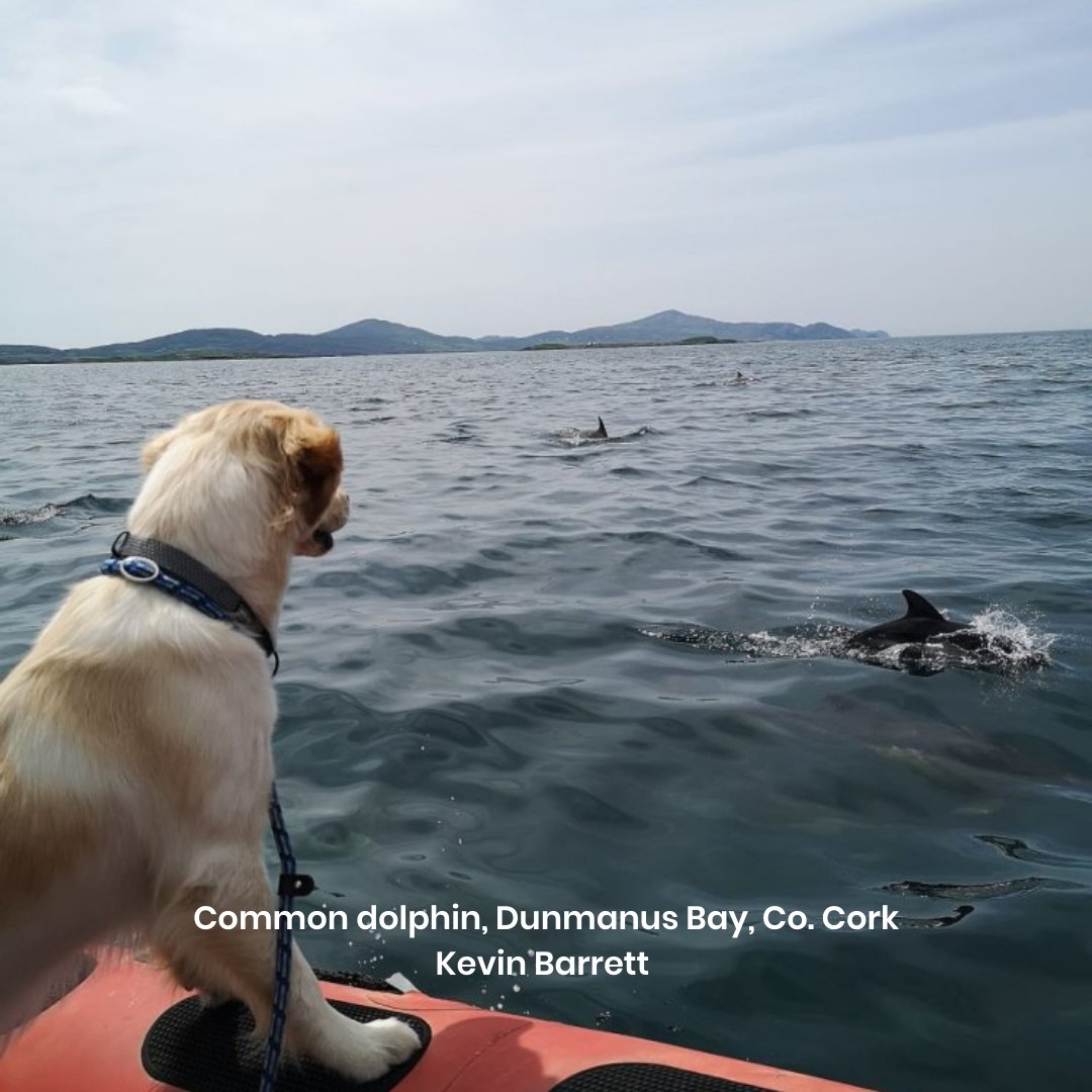 IWDGnews's tweet photo. The following are some stunning images that were submitted to us last week.
Thank you for #recording and #reporting #sightings to the #IWDG. No matter if your reports include images or not, they are equally valuable.
Download the IWDG #ReportingApp at: https://t.co/pvraW63NcY https://t.co/GAkHK98dWH