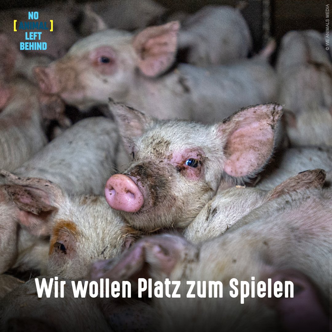 tierschutz_bund's tweet photo. #Schweine sind soziale & intelligente Tiere, die gern spielen und knuddeln. Eingepfercht in engen, eintรถnigen Stรคllen leiden die beschรคftigungsfreudigen Tiere, sind gestresst und frustriert. So kann es nicht weitergehen, @Food_EU!
#TierliebeFรคngtBeimEssenAn
#NoAnimalsLeftBehind https://t.co/GGeQEx9RS2