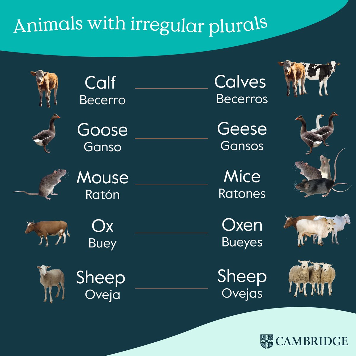 CambridgeEngSP's tweet photo. Los plurales irregulares no siguen una regla fija, así que no queda más opción que aprenderlos de memoria.

Te compartimos esta pequeña lista con algunos plurales irregulares de animales, ¿se te ocurre alguno más?

#Cambridge #english #englishlesson #grammar #englishgrammar https://t.co/YSCnei9wyk