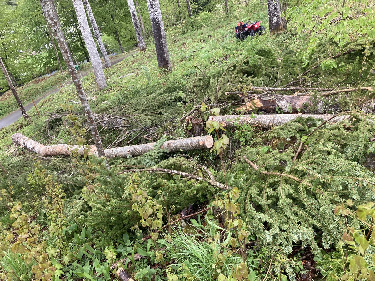 Jag har förstått att det är många urbana människor som håller till på twitter. Därför vill jag bidra till upplysning. Bilden föreställer ett grävmaskinsgarage i larvstadiet. Larven kommer förpuppas i ett sågverk och slutligen förvandlas till garage av en snustuggande flanellbuk