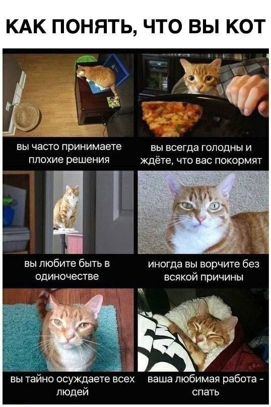 RNataly's tweet photo. я всегда подозревала, что я кот https://t.co/nn7pTf9dvF