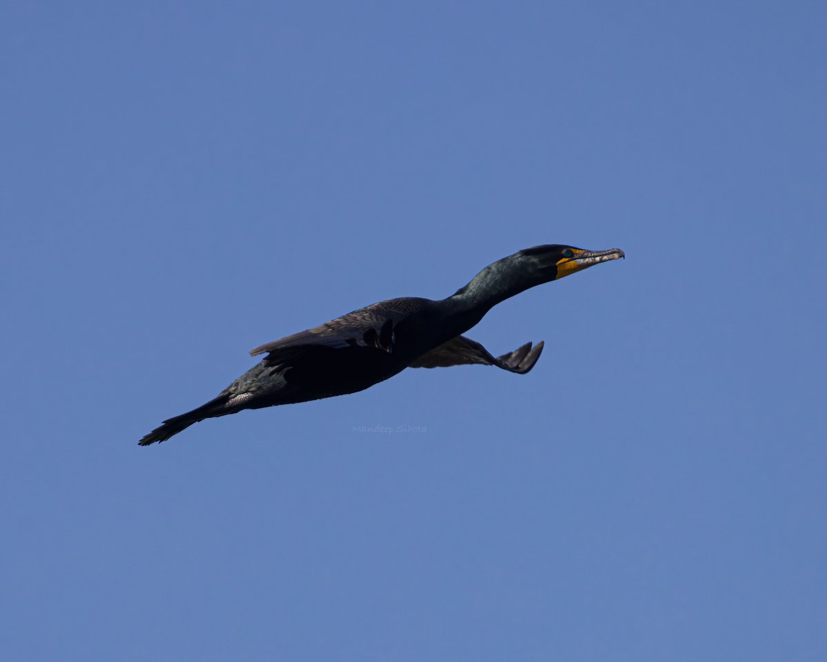 Cormorant take off #birds #birding #birdsinwild #birdphotography #smile #twitterbirds #birdsoftwitter #wildbirds #twitternaturecommunity #IndiAves #twitternaturephotography #Canon #Canonphotography #Shotoncanon