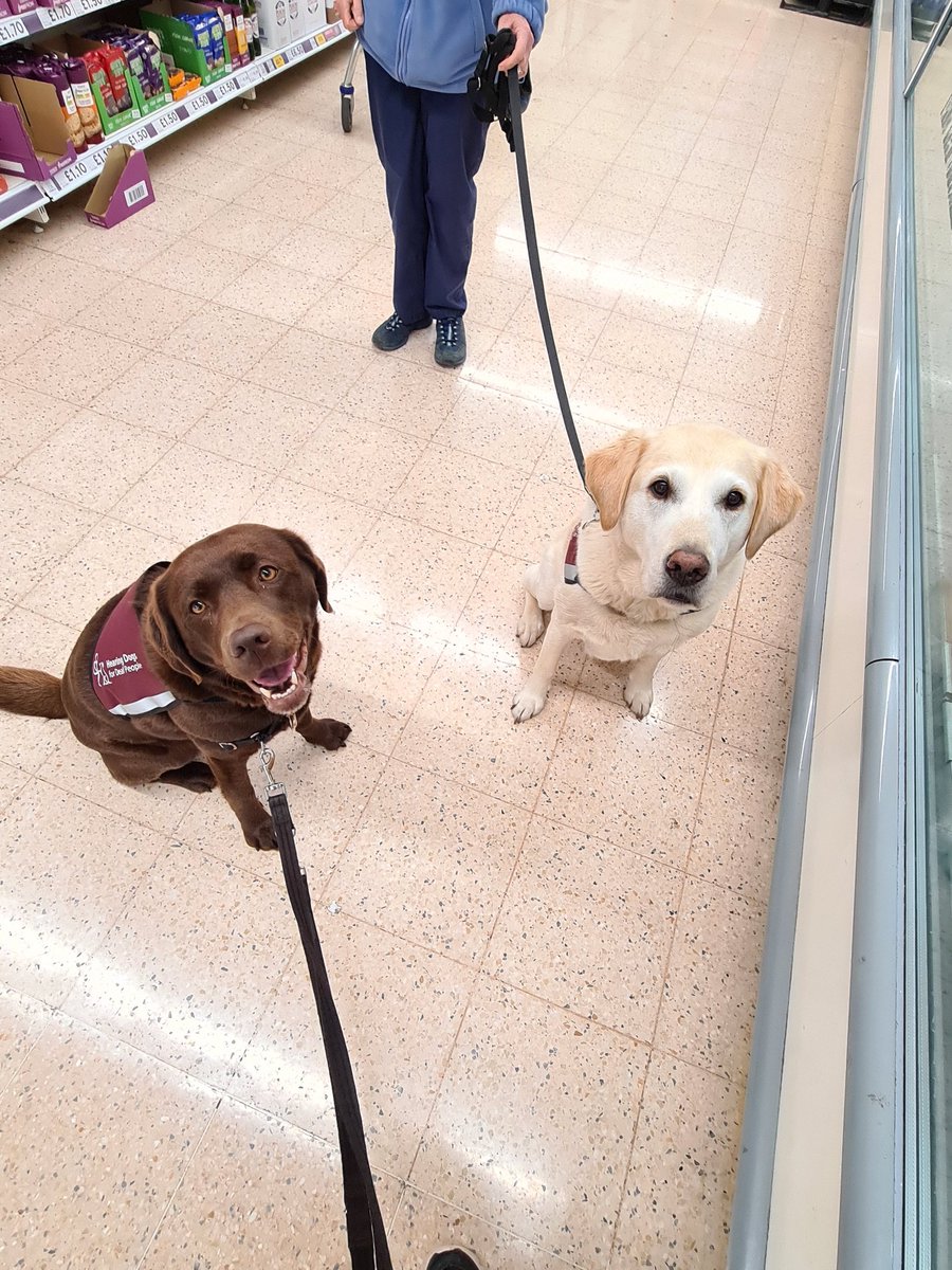 @HearingDogs Showing off my settle in Tesco where I met ANOTHER Hearing dog!!