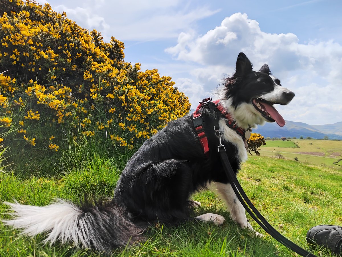 Martin Whittaker (@smoggiewalks) on Twitter photo Enjoying the sunshine #explorelocal #discoverlocal #getoutside #BorderCollie #breconbeacons #dogsoftwitter #BannauBrycheiniog @BeaconsPhotos <a href="/BBCWthrWatchers/">BBC Weather Watchers</a> <a href="/DerekTheWeather/">Derek Brockway - weatherman</a> <a href="/OrdnanceSurvey/">Ordnance Survey</a> <a href="/ExploreBreconB/">Explore Brecon Beacons</a> <a href="/BeaconsWarden/">National Park Warden</a> Enjoying the sunshine #explorelocal #discoverlocal #getoutside #BorderCollie #breconbeacons #dogsoftwitter #BannauBrycheiniog @BeaconsPhotos <a href="/BBCWthrWatchers/">BBC Weather Watchers</a> <a href="/DerekTheWeather/">Derek Brockway - weatherman</a> <a href="/OrdnanceSurvey/">Ordnance Survey</a> <a href="/ExploreBreconB/">Explore Brecon Beacons</a> <a href="/BeaconsWarden/">National Park Warden</a>