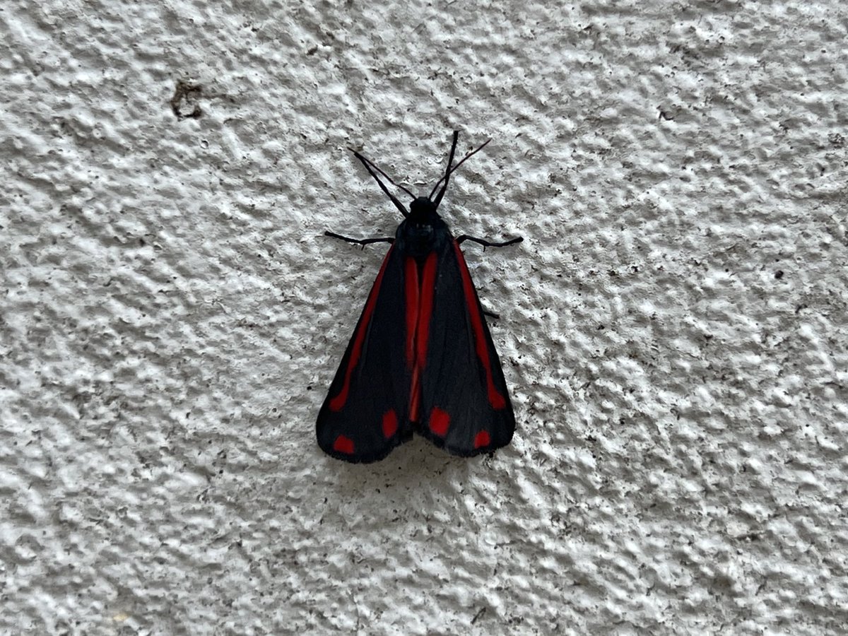 Here’s an interesting butterfly I’ve just spotted on my walk by the river. Anyone know what it is?