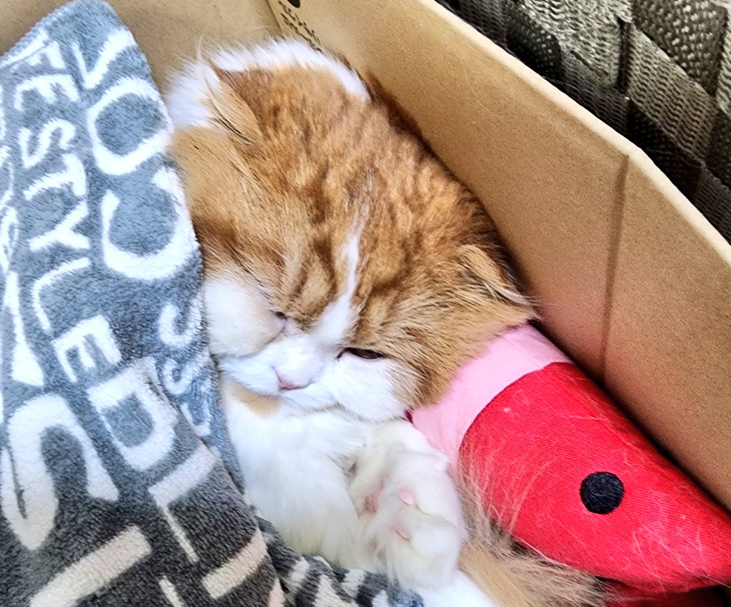 mimaru_azuki's tweet photo. 可愛いくねんねしてるが、それ段ボールの中ですね　#猫　#スコティッシュフォールド　#猫のいる暮らし　#猫好きさんと繋がりたい https://t.co/oQR7Jo4QkX